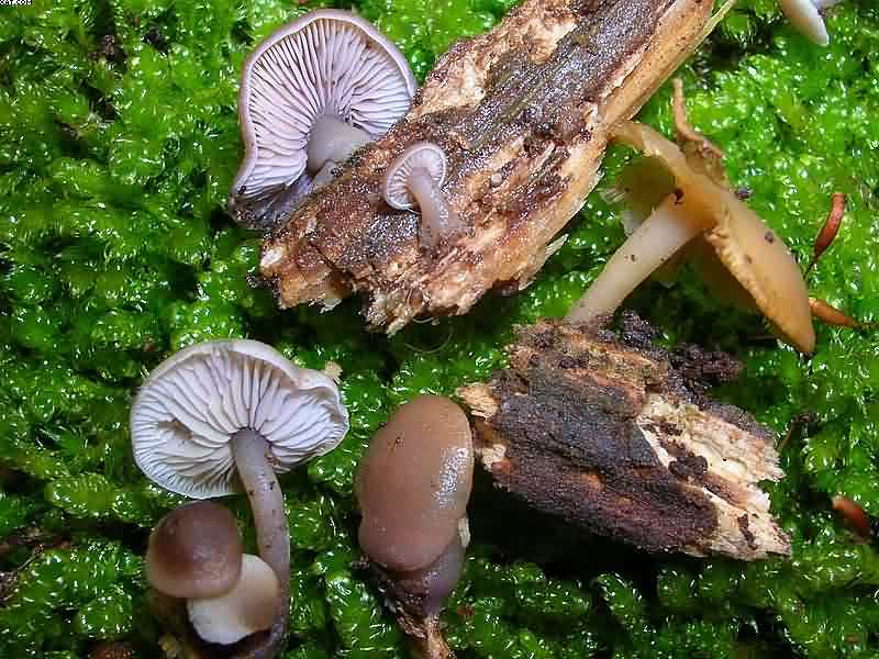 Baeospora myriadophylla    (Peck)   Singer, (1938)